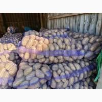 Продам картоплю сорту Гранада з піску