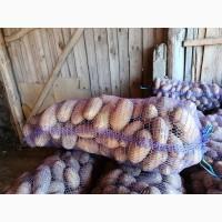 Продам картоплю сорту Гранада з піску