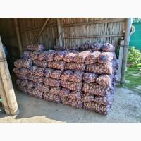 Продам картоплю сорту Гранада з піску