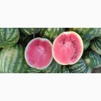 Продам оптом арбуз с поля продюсер