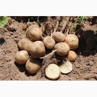 Насіннєва картопля для Хмельницької області - Беллароза, Саншайн, Королева Анна