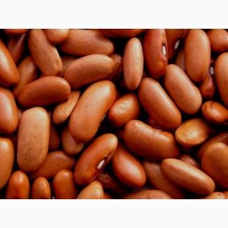 Квасоля Пінто, Рубін, Бандоля, Біла довга, Томатка та ін