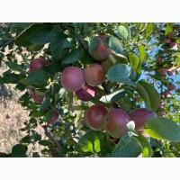 Продам яблука сорту Спартан