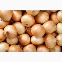 Продам цибулю