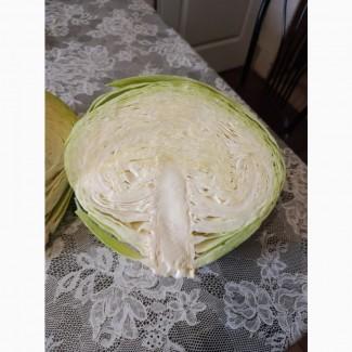 Продам капусту Агресор на переробку