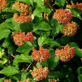 Продам насіння пухироплідника