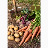 Продам овочі, картоплю, капусту, лук, буряк, моркву по оптовій ціні