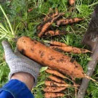 Купуємо молоду моркву оптом | від 10 тонн | хмельницька область