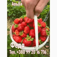 Саджанці полуниці Альба, касетні - від виробника