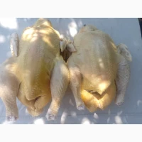 Продам домашні тушки молодого бройлера