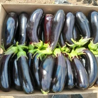 Продам баклажани