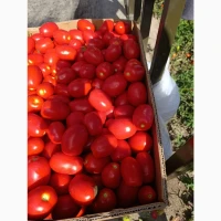 Продам томат