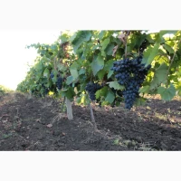 Продам виноград столового сорту Молдова