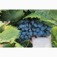 Продам виноград столового сорту Молдова