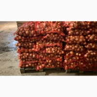 Продам товарну Цибулю
