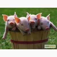 Осеменение свиней. Продажа семени.