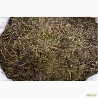 Очанка коротковолосистая трава