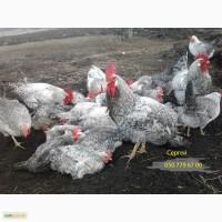 Продам инкубационное яйцо, цыплята Борковской барвистой