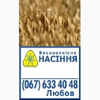 Овес голозерный Визит, элита
