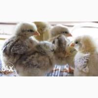 Продам суточных цыплят мясо-яичных Мастер Грей, Фокси чик, Испанка голошейка