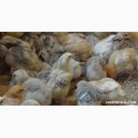 Продам суточных цыплят мясо-яичных Мастер Грей, Фокси чик, Испанка голошейка