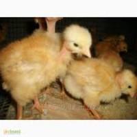 Продам суточных цыплят мясо-яичных Мастер Грей, Фокси чик, Испанка голошейка