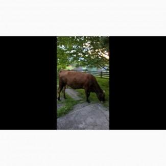 Продається молочна корова