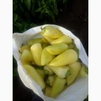Продам перец желтый Алексий