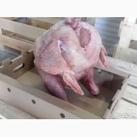 Продам индейку (тушка)