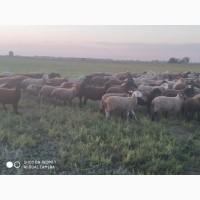 Продам вівці молодняк