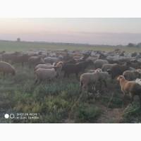 Продам вівці молодняк