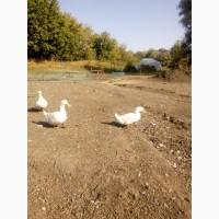 Утка (утки) Продам семью! 1+3