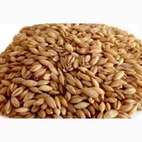 Купуємо ячмінь