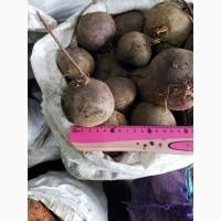 Продам свеклу