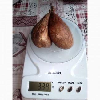 Боброва струя вялена, настойка