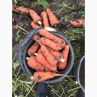 Продам морковь, сорт Абако