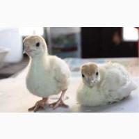 БИГ-6 индюшата. Венгрия