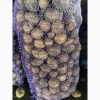 Семенной картофель 2-я репродукция