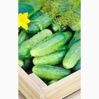 Продам за привабливою ціною оптом огірок тепличний свіжий