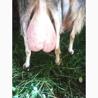 Продам дійні кози. Племінного цапа. Козенят