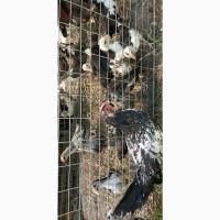 Продам циплят декоративних міні- порід