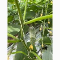 Реализуем Огурцы урожая 2021 г (корнишон 4097, мертус гладкий)