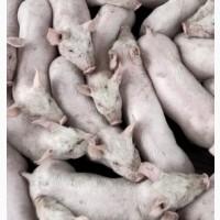 DanBred, PIC поросята на відгодівлю. Доставка
