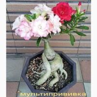 Взрослые разветвленные адениумы