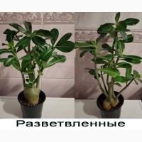 Взрослые разветвленные адениумы