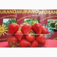 Продам саженцы ремонтантной клубники Мурано