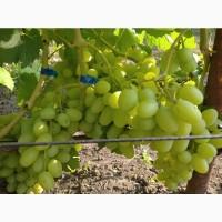 Продам виноград мелкий опт