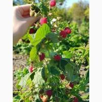 Продам саджанці малини Полана