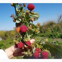 Продам саджанці малини Полана