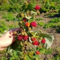 Продам саджанці малини Полана
